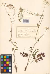 Pimpinella saxifraga L., Eastern Europe, Moscow region (E4a) (Russia)