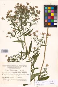 Symphyotrichum ×versicolor (Willd.) G. L. Nesom, Eastern Europe, Moscow region (E4a) (Russia)