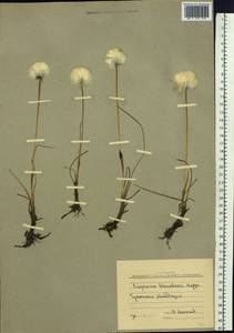 Eriophorum scheuchzeri Hoppe, Siberia, Chukotka & Kamchatka (S7) (Russia)