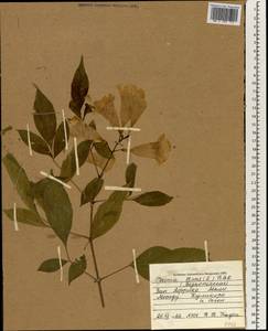Tecoma stans (L.) Juss. ex Kunth, Africa (AFR) (Mali)