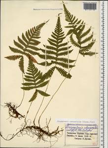 Phegopteris connectilis (Michx.) Watt, Caucasus, Krasnodar Krai & Adygea (K1a) (Russia)