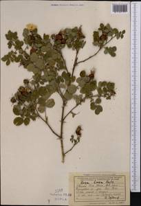 Rosa laxa Retz., Middle Asia, Northern & Central Tian Shan (M4) (Kyrgyzstan)