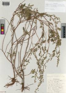 Artemisia gmelinii Weber ex Stechm., Siberia, Altai & Sayany Mountains (S2) (Russia)