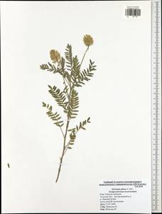 Oxytropis pilosa (L.)DC., Eastern Europe, Central region (E4) (Russia)