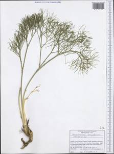 Peucedanum longifolium Waldst. & Kit., Western Europe (EUR) (Greece)
