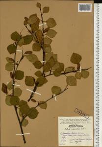 Betula pubescens var. pubescens, Eastern Europe, Northern region (E1) (Russia)