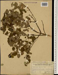 Lonicera iberica M. Bieb., Caucasus, Azerbaijan (K6) (Azerbaijan)