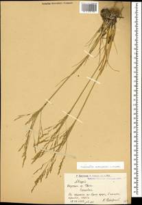 Puccinellia distans (Jacq.) Parl., Caucasus, Armenia (K5) (Armenia)