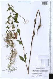 Epilobium ciliatum subsp. glandulosum (Lehm.) Hoch & P. H. Raven, Siberia, Russian Far East (S6) (Russia)