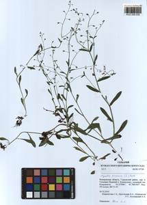 Myosotis arvensis (L.) Hill, Siberia, Altai & Sayany Mountains (S2) (Russia)