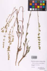 Silene borysthenica (Gruner) Walters, Eastern Europe, Western region (E3) (Russia)