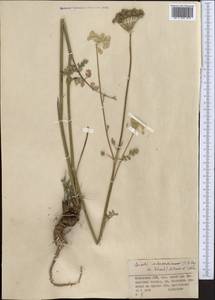 Libanotis schrenkiana C. A. Mey. ex Schischk., Middle Asia, Northern & Central Tian Shan (M4) (Kazakhstan)