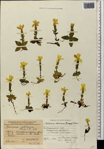 Gentiana verna subsp. oschtenica (Kuzn.) J. J. Halda, Caucasus, Stavropol Krai, Karachay-Cherkessia & Kabardino-Balkaria (K1b) (Russia)