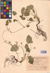 Viola odorata L., Eastern Europe, Central forest-and-steppe region (E6) (Russia)