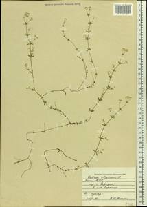 Galium uliginosum L., Eastern Europe, Northern region (E1) (Russia)
