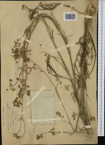 Seseli montanum subsp. tommasinii (Rchb.fil.) Arcang., Western Europe (EUR) (Italy)