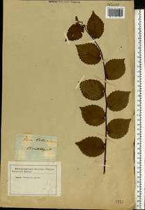 Acer tataricum L., Eastern Europe, South Ukrainian region (E12) (Ukraine)
