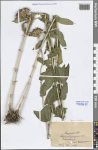 Silene chalcedonica (L.) E. H. L. Krause, Middle Asia, Caspian Ustyurt & Northern Aralia (M8) (Kazakhstan)