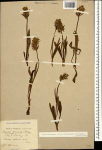 Dactylorhiza romana subsp. georgica (Klinge) Soó ex Renz & Taubenheim, Caucasus, Krasnodar Krai & Adygea (K1a) (Russia)