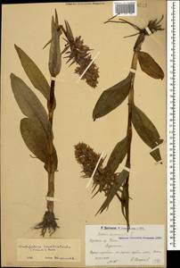 Dactylorhiza urvilleana (Steud.) H.Baumann & Künkele, Caucasus, Armenia (K5) (Armenia)