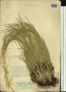 Helictotrichon desertorum (Less.) Pilg., Siberia, Western (Kazakhstan) Altai Mountains (S2a) (Kazakhstan)