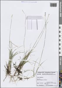 Carex loliacea L., Siberia, Central Siberia (S3) (Russia)