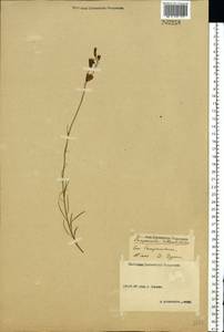Campanula rotundifolia L., Eastern Europe, Volga-Kama region (E7) (Russia)