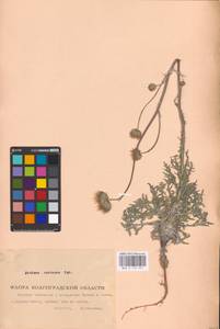 Jurinea cretacea Bunge, Eastern Europe, Lower Volga region (E9) (Russia)