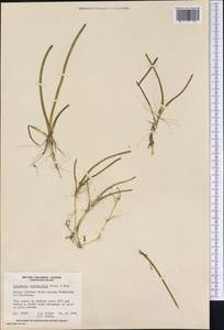 Lilaeopsis occidentalis Coult. & Rose, America (AMER) (Canada)