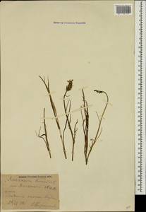 Pseudopodospermum tauricum (M. Bieb.) Vasjukov & Saksonov, Caucasus, Georgia (K4) (Georgia)