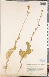 Rhamphospermum arvense (L.) Andrz. ex Besser, Eastern Europe, North Ukrainian region (E11) (Ukraine)