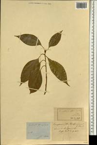 Cinnamomum camphora (L.) J. Presl, South Asia, South Asia (Asia outside ex-Soviet states and Mongolia) (ASIA) (Not classified)