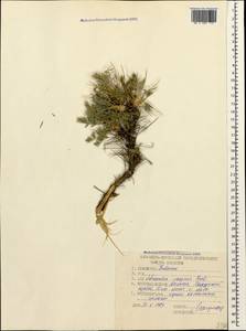 Astragalus caspicus subsp. caspicus, Caucasus, Dagestan (K2) (Russia)