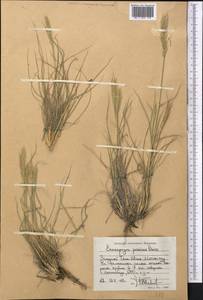 Enneapogon persicus Boiss., Middle Asia, Western Tian Shan & Karatau (M3) (Tajikistan)