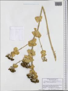 Smyrnium perfoliatum subsp. rotundifolium (Mill.) Bonnier & Layens, Western Europe (EUR) (Greece)