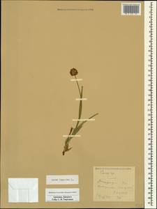 Carex leporina L., Caucasus, Armenia (K5) (Armenia)