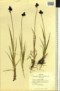 Carex melanantha C.A.Mey., Siberia, Altai & Sayany Mountains (S2) (Russia)