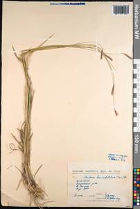 Hordeum brevisubulatum (Trin.) Link, Siberia, Baikal & Transbaikal region (S4) (Russia)