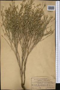Lactuca orientalis subsp. orientalis, Middle Asia, Kopet Dag, Badkhyz, Small & Great Balkhan (M1) (Turkmenistan)