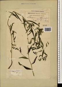 Lithospermum officinale L., Caucasus, Georgia (K4) (Georgia)