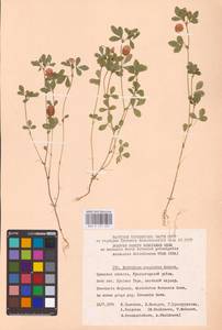 Trifolium campestre Schreb., Eastern Europe, Western region (E3) (Russia)