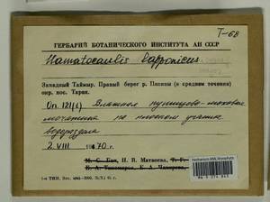 Hamatocaulis vernicosus (Mitt.) Hedenäs, Bryophytes, Bryophytes - Krasnoyarsk Krai, Tyva & Khakassia (B17) (Russia)