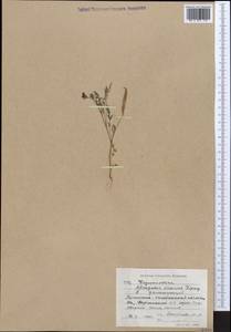 Astragalus vicarius Lipsky, Middle Asia, Western Tian Shan & Karatau (M3) (Kyrgyzstan)