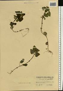 Lamium purpureum L., Eastern Europe, North-Western region (E2) (Russia)