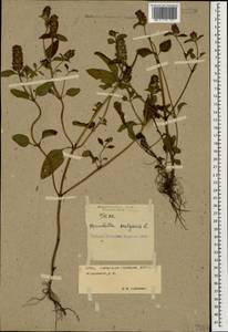 Prunella vulgaris L., Caucasus, Stavropol Krai, Karachay-Cherkessia & Kabardino-Balkaria (K1b) (Russia)