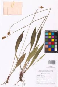 Plantago lanceolata L., Eastern Europe, Central region (E4) (Russia)