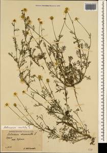Matricaria chamomilla L., Crimea (KRYM) (Russia)