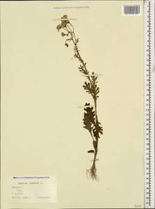 Senecio vernalis Waldst. & Kit., Caucasus, Georgia (K4) (Georgia)