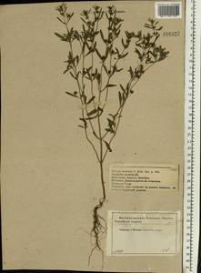 Satureja hortensis L., Eastern Europe, Central forest-and-steppe region (E6) (Russia)