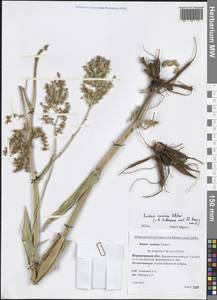 Rumex tuberosus L., Eastern Europe, Central forest-and-steppe region (E6) (Russia)